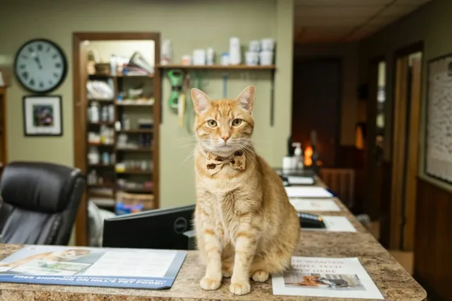 Preventative Veterinary Care Madison Ridgeland Animal Hospital